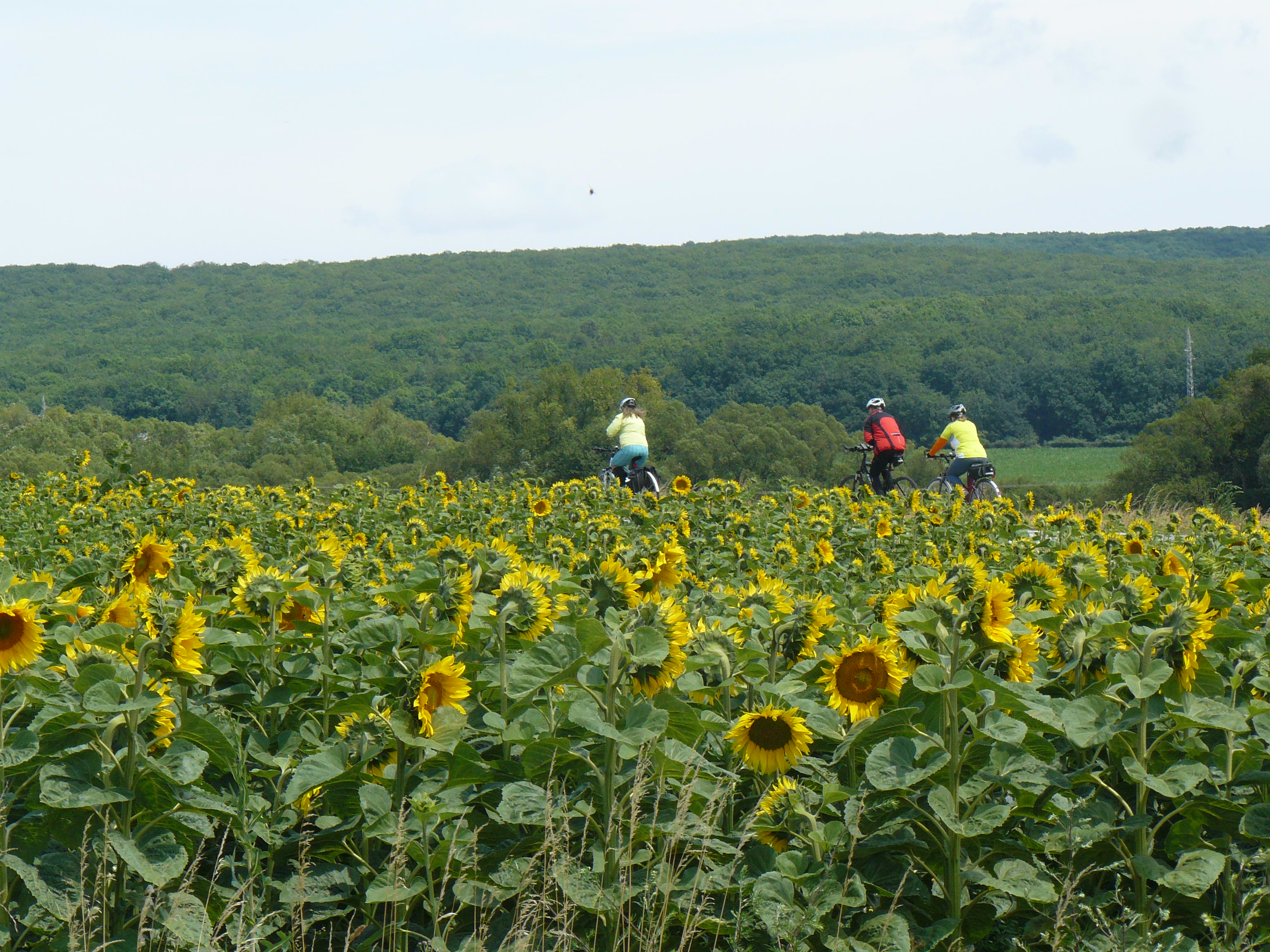 66 Z Luhyne po ceste 79