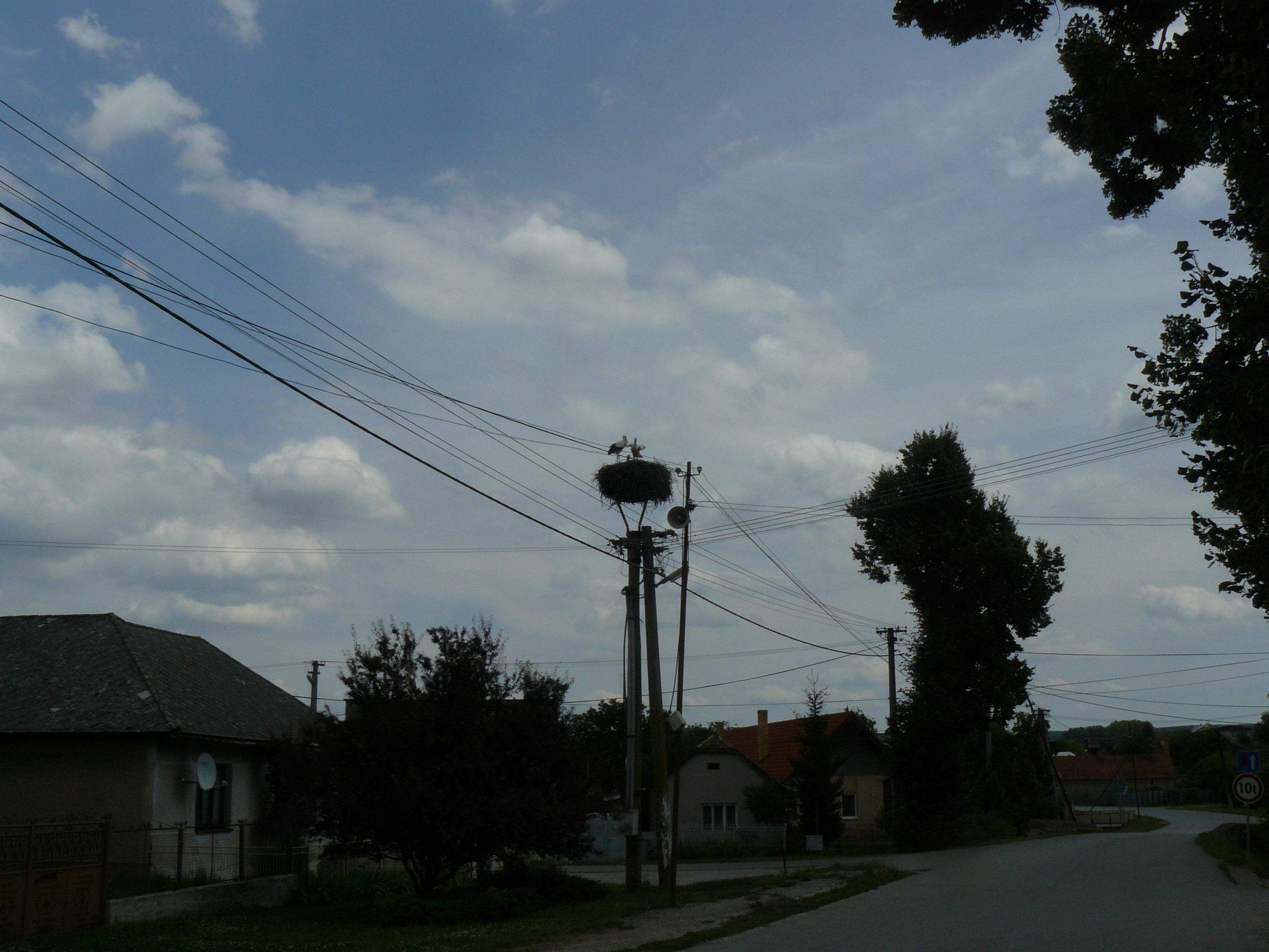 62 Janík